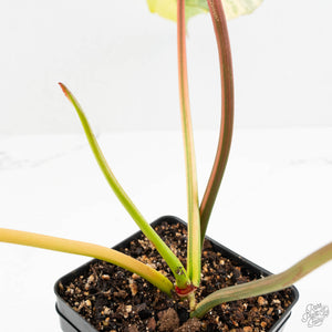 Philodendron 'Joepii' Variegated (wk16-K)