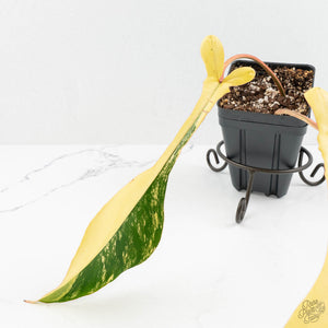 Philodendron 'Joepii' Variegated (wk17-J)