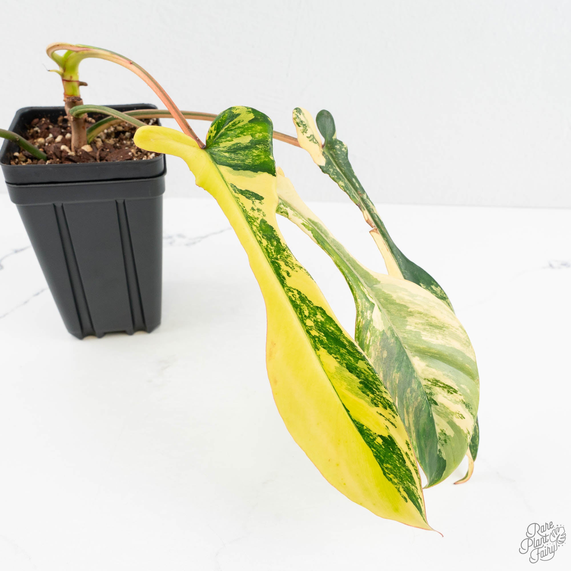 Philodendron 'Joepii' Variegated (wk17-L) – Rare Plant Fairy