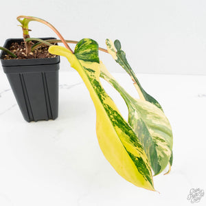 Philodendron 'Joepii' Variegated (wk17-L)