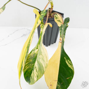 Philodendron 'Joepii' Variegated (wk17-L)