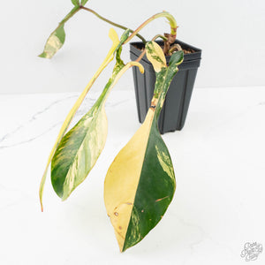 Philodendron 'Joepii' Variegated (wk17-L)