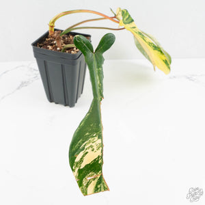 Philodendron 'Joepii' Variegated (wk17-L)