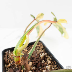 Philodendron 'Joepii' Variegated (wk17-L)