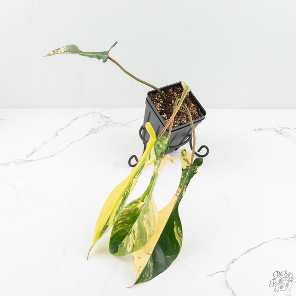 philodendron joepii variegated Philodendron 'Joepii' Variegated (wk17-L) – Rare Plant Fairy