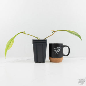 Philodendron 'Joepii' Variegated (wk18-M)