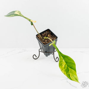 Philodendron 'Joepii' Variegated (wk18-M)