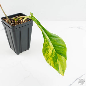 Philodendron 'Joepii' Variegated (wk18-M)