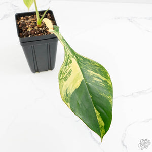 Philodendron 'Joepii' Variegated (wk18-M)