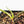 Philodendron 'Joepii' Variegated (wk18-M)
