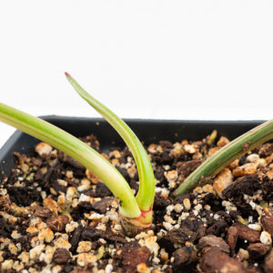 Philodendron 'Joepii' Variegated (wk18-M)