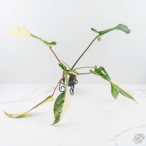 Philodendron 'Joepii' Variegated (wk20-A)