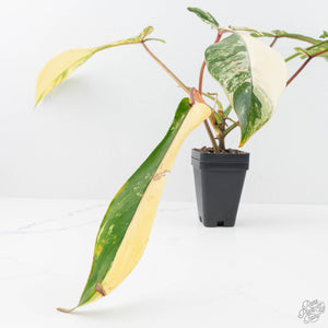 Philodendron 'Joepii' Variegated (wk20-A)