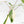 Philodendron 'Joepii' Variegated (wk20-A)