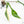 Philodendron 'Joepii' Variegated (wk20-A)