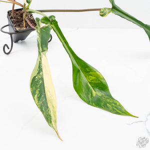 Philodendron 'Joepii' Variegated (wk20-A)
