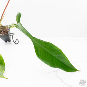Philodendron 'Joepii' Variegated (wk20-A)