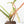 Philodendron 'Joepii' Variegated (wk20-A)