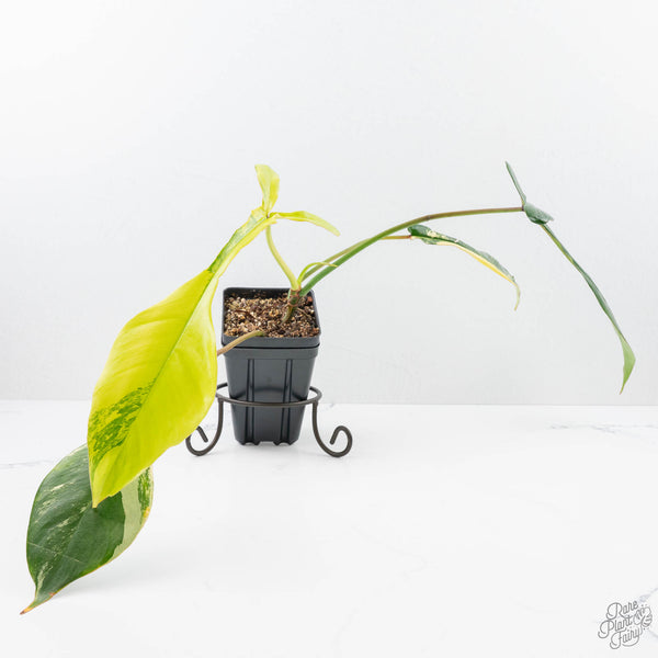 Philodendron 'Joepii' Variegated (wk21-Q) – Rare Plant Fairy