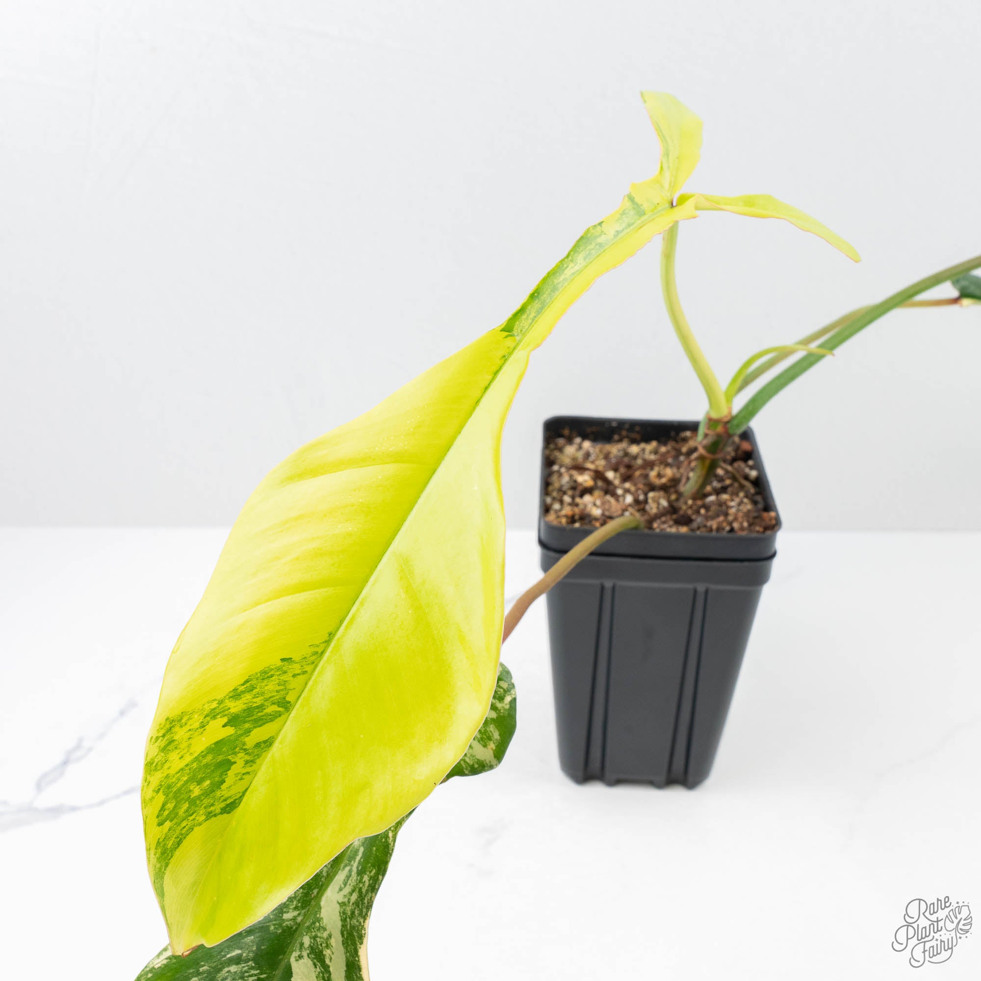 philodendron joepii Philodendron 'Joepii' Variegated (wk21-Q)