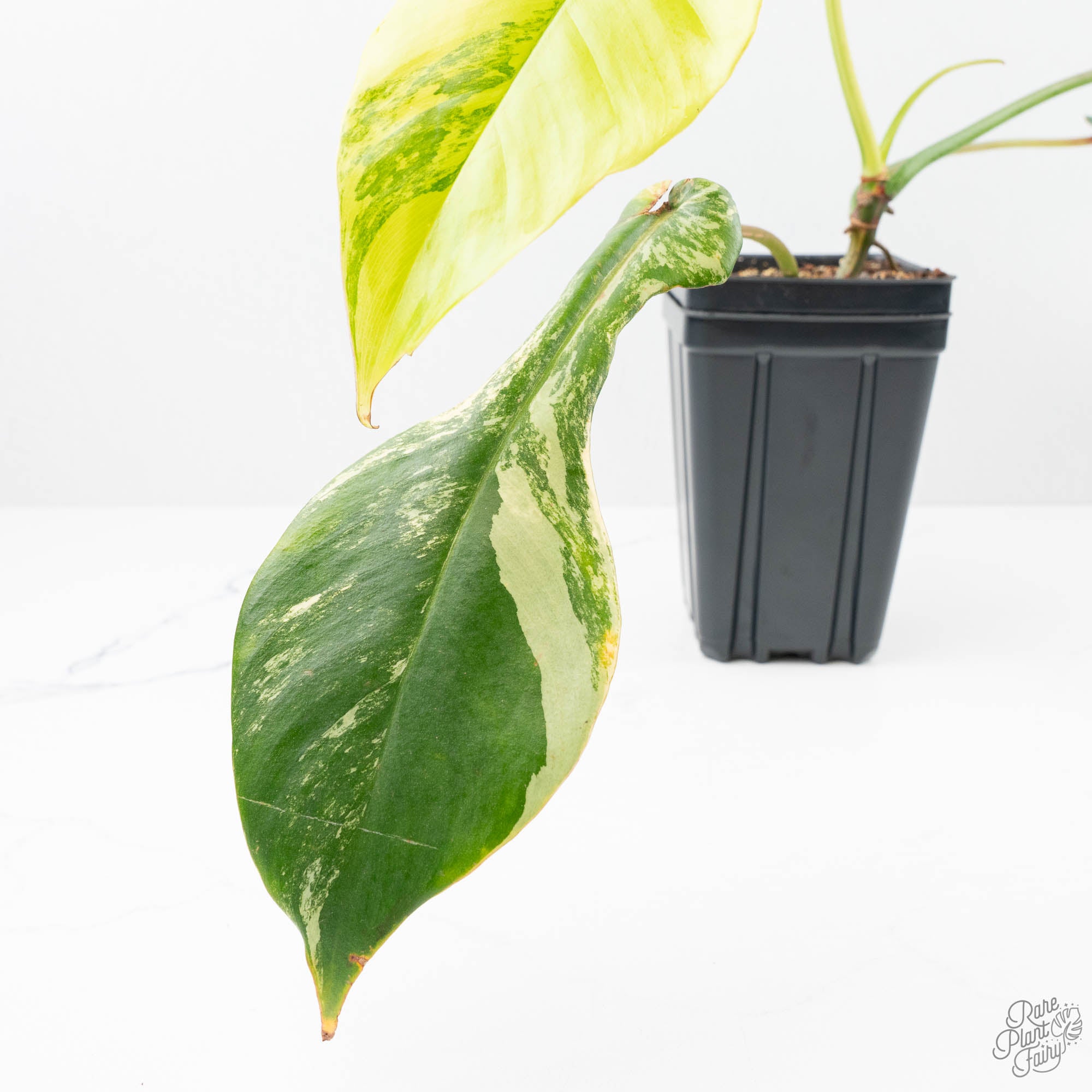 Philodendron 'Joepii' Variegated (wk21-Q) – Rare Plant Fairy