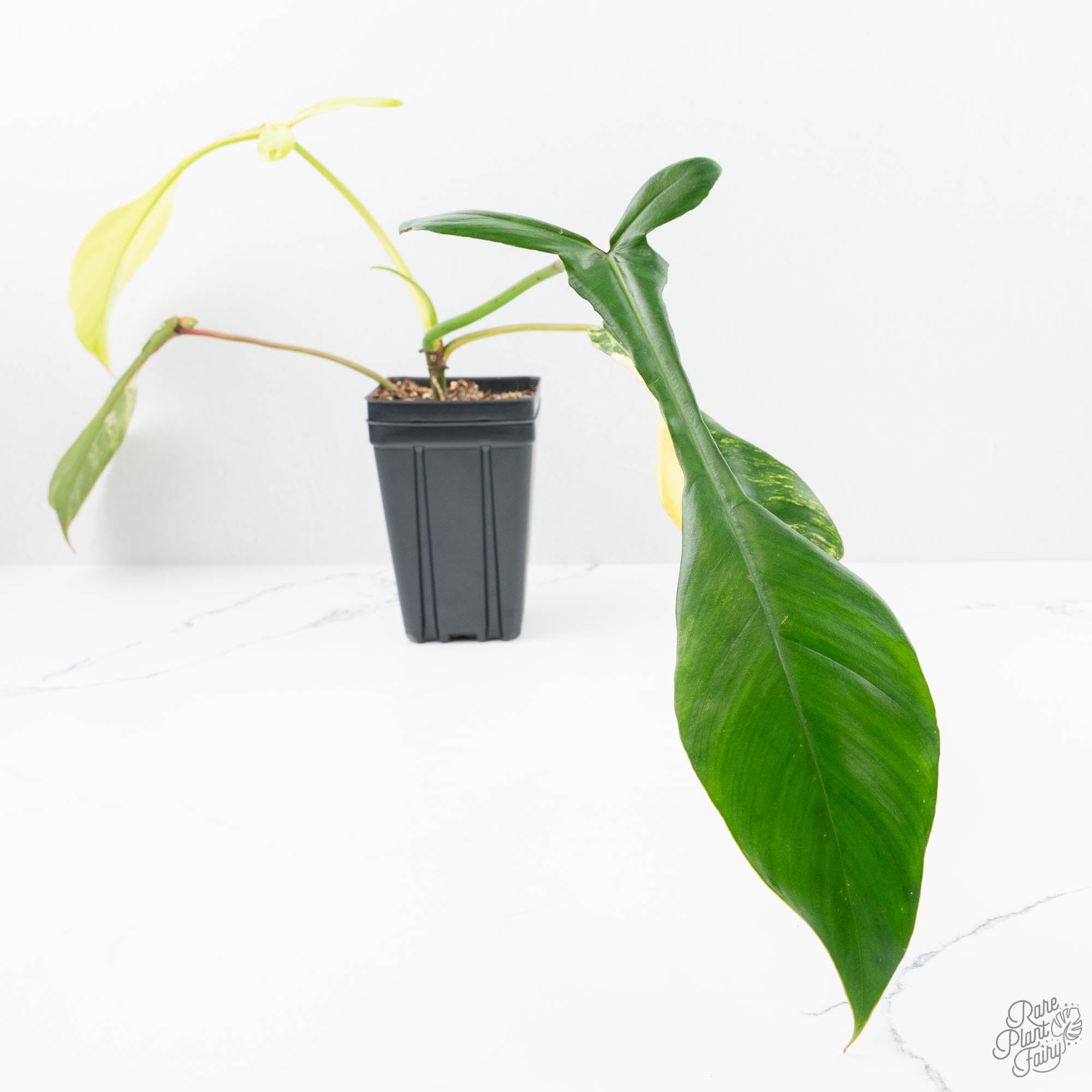 Philodendron 'Joepii' Variegated (wk21-Q) – Rare Plant Fairy
