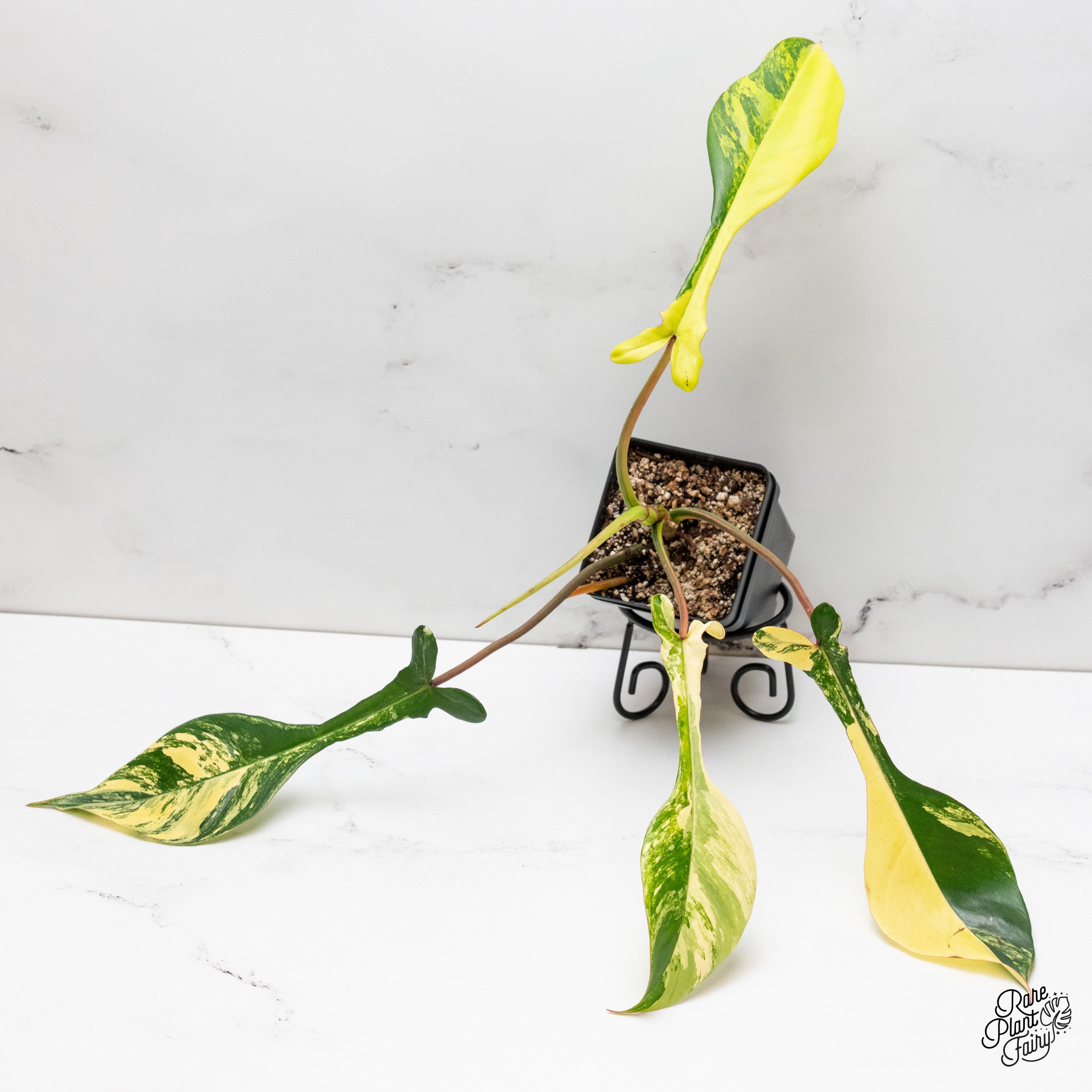 Philodendron Joepii Variegated (wk41-F) – Rare Plant Fairy