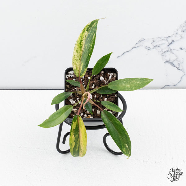 Philodendron 'Joepii' Variegated (wk44-C)