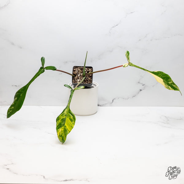 Philodendron 'Joepii' Variegated (wk51-G)