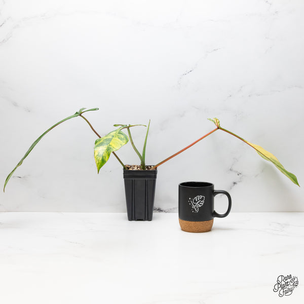 Philodendron 'Joepii' Variegated (wk51-G)