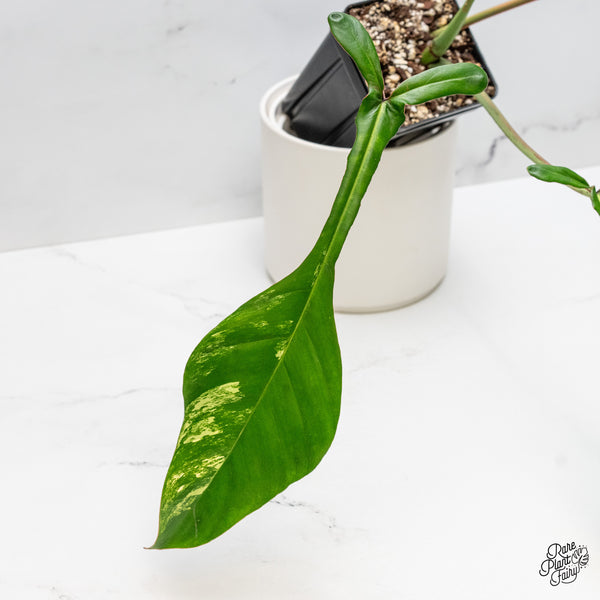 Philodendron 'Joepii' Variegated (wk51-G)