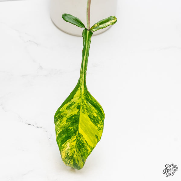 Philodendron 'Joepii' Variegated (wk51-G)