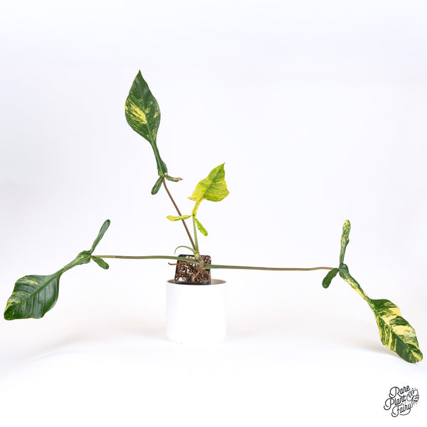 Philodendron 'Joepii' Variegated (wk52-L)