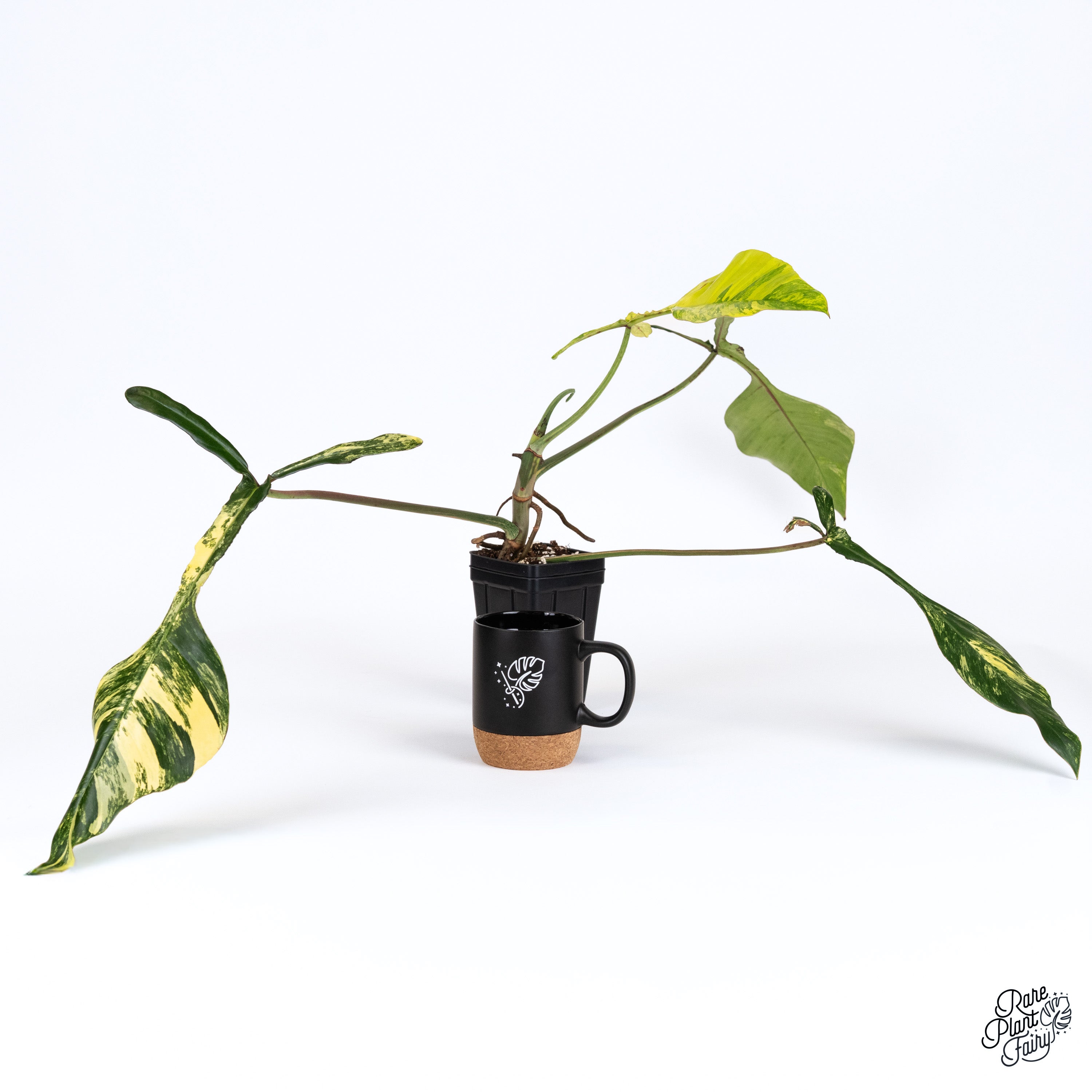 1 斑入　ジョーピー Philodendron Joepii Variegata 1 斑入 ジョーピー Philodendron Joepii Variegata 1 斑入 ジョーピー