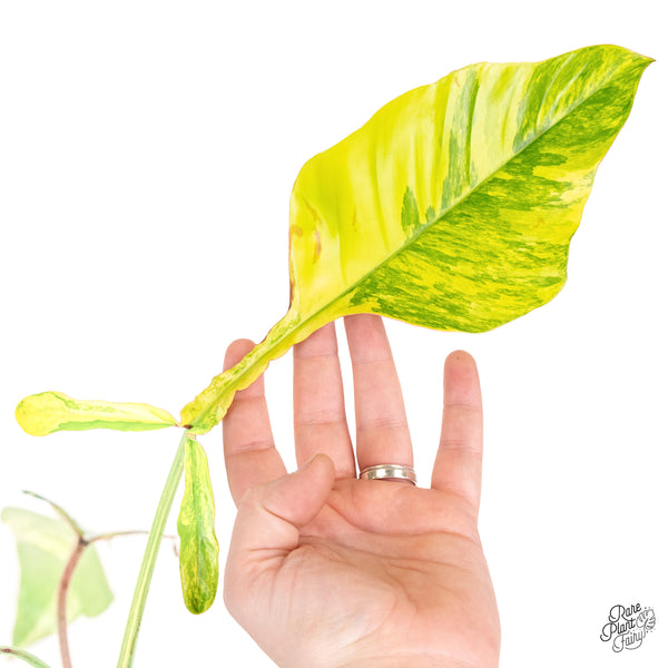 Philodendron 'Joepii' Variegated (wk52-L)