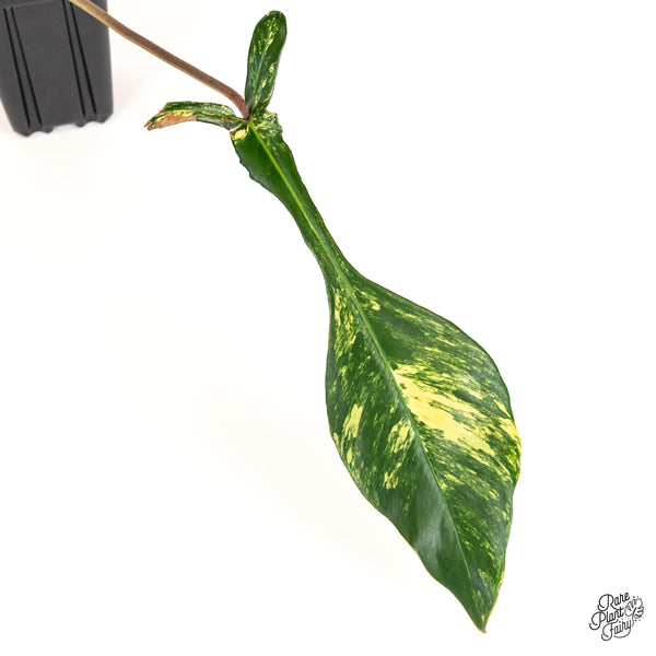 Philodendron 'Joepii' Variegated (wk52-L)