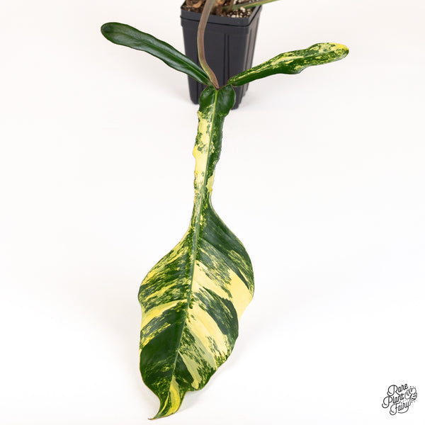 Philodendron 'Joepii' Variegated (wk52-L)