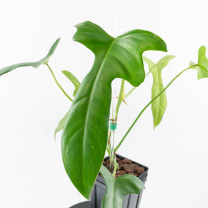 Philodendron longilobatum ‘Lelano Miyano’ (wk32-H)