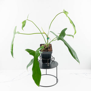 Philodendron longilobatum ‘Lelano Miyano’ (wk32-H)