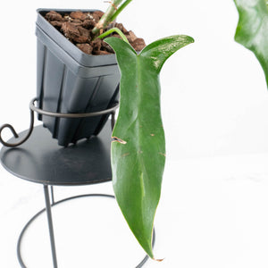 Philodendron longilobatum ‘Lelano Miyano’ (wk32-H)