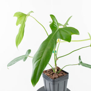 Philodendron longilobatum ‘Lelano Miyano’ (wk32-H)