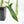Philodendron longilobatum ‘Lelano Miyano’ (wk39-L180)