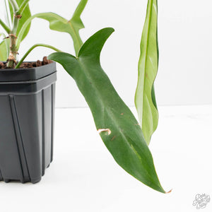 Philodendron longilobatum ‘Lelano Miyano’ (wk39-L180)