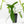 Philodendron longilobatum ‘Lelano Miyano’ (wk39-L180)