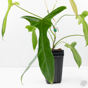 Philodendron longilobatum ‘Lelano Miyano’ (wk39-L180)