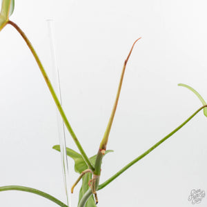 Philodendron longilobatum ‘Lelano Miyano’ (wk39-L180)