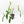 Philodendron longilobatum ‘Lelano Miyano’ (wk39-L180)