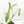 Philodendron longilobatum ‘Lelano Miyano’ (wk39-L180)