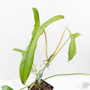 Philodendron longilobatum ‘Lelano Miyano’ (wk39-L180)