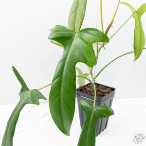 Philodendron longilobatum ‘Lelano Miyano’ (wk39-L180)